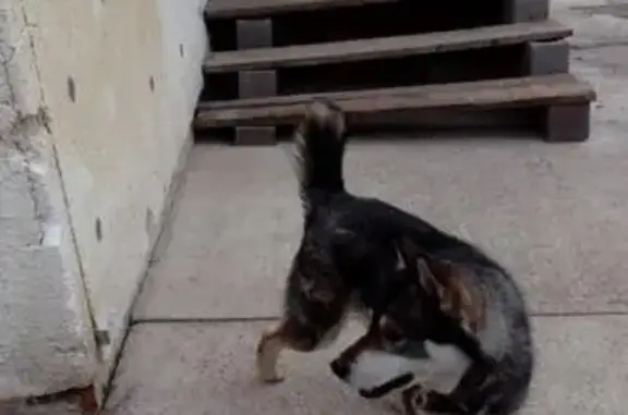 Собака найдена в микрорайоне Покровка, Красноярск