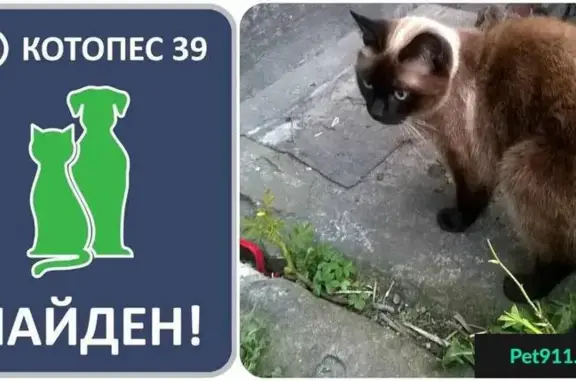 Найден сиамский кот на ул. Гагарина #НАЙДЕН_КОТ39