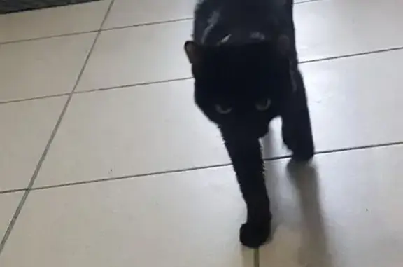 Найден черный котенок в Барнауле, ищет дом.