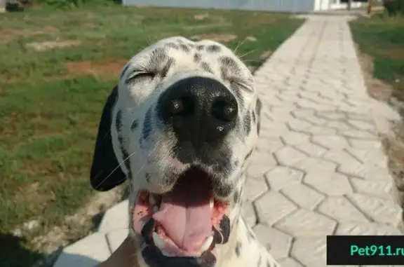 Пропала собака породы далматин в Бузулуке