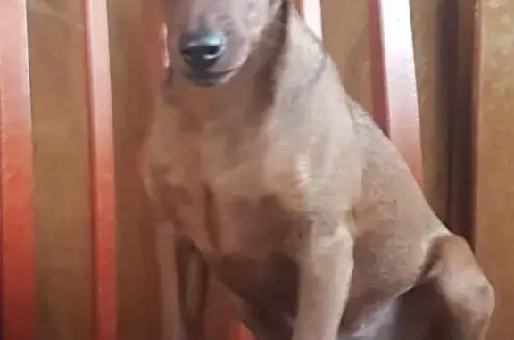 Пропала собака с желтым ошейником в Марушкинском поселении, Москва