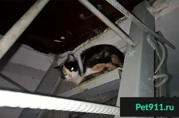 Пропала и найдена трехцветная кошка в Москве, Новогиреево