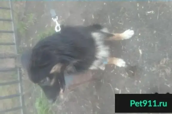 Найдена собака в Ростокино, ВДНХ
