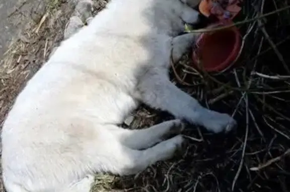 Найден пёс в Дягилево, Рязань: метис хаски с пироплазмозом.