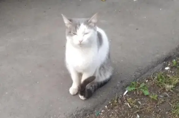 Найдена кошка Москва - срочно ищет дом!