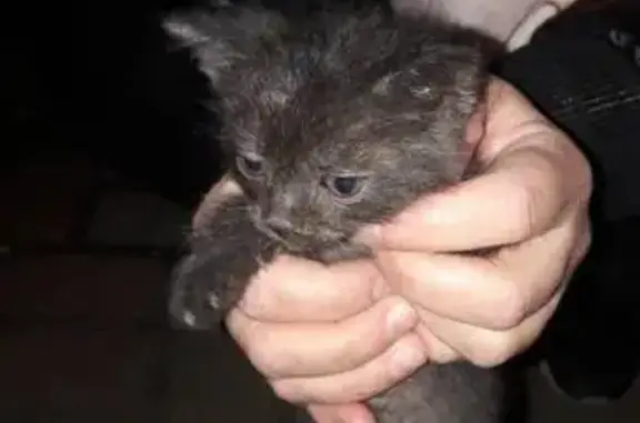 Найден маленький котенок в Брянске!