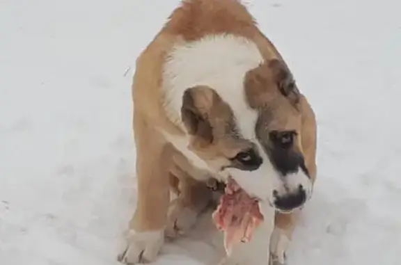 Пропала собака породы Алабай на улице Академической в Смоленске