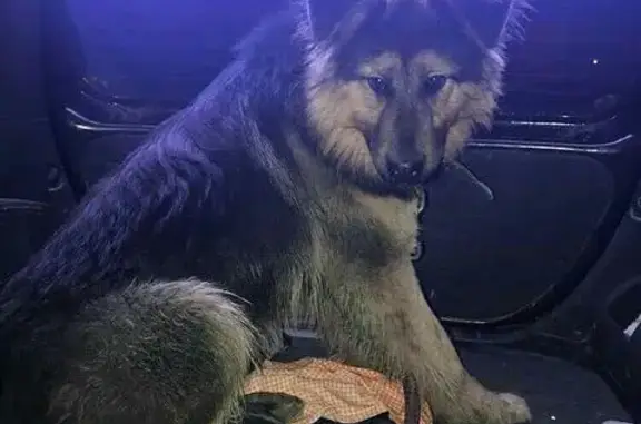 Найдена сука-щенок с ошейником в Якутске
