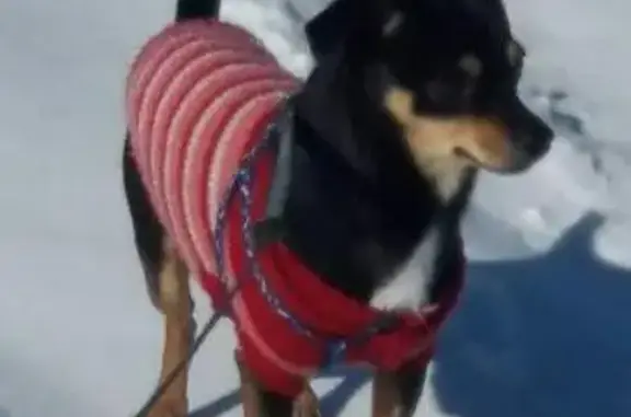 Пропала собака в Чите, ул. Рахова, 23.04.2018.