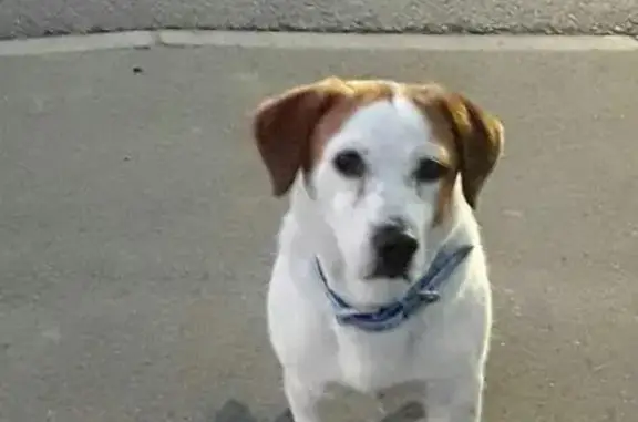 Найдена породистая собака возле Александрийского Сада в Сочи