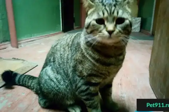 Найдены два худых кота в Тюмени, ищут хозяев