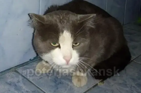 Найдена кошка в Бердске, р-н л/б Метелица