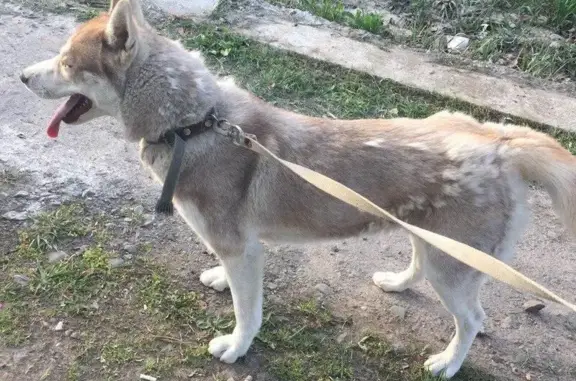 Найдена собака в районе Широчанки, породы хаски!