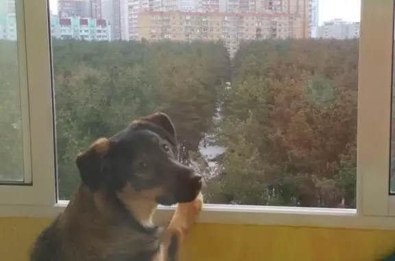 Пропала собака БУСЯ в парке Северный лес, Воронеж
