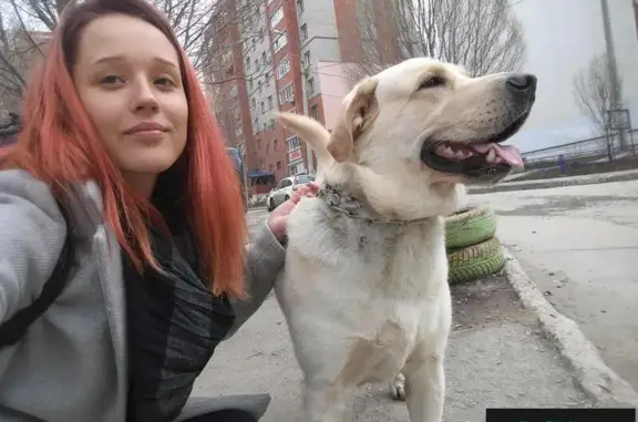 Найден пес на пересечении улиц Димитрова/Солнечной в Самаре