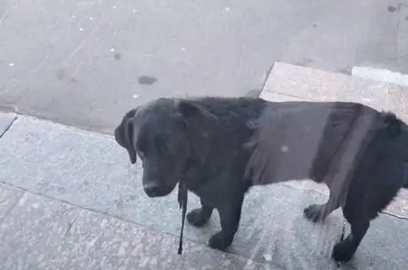 Пропала собака Майк в центре Москвы!