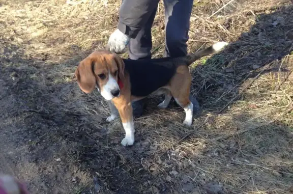 Собака найдена в Ярославской области, село Устье