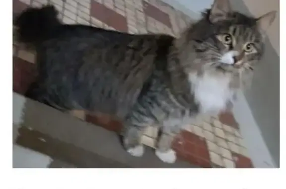 Найдена домашняя кошка в Выхино-Жулебино, Москва