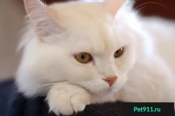 Найдена белая кошка в Ростове-на-Дону!