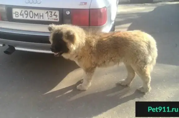 Найдена истощенная собака в Алексине, Тульская область