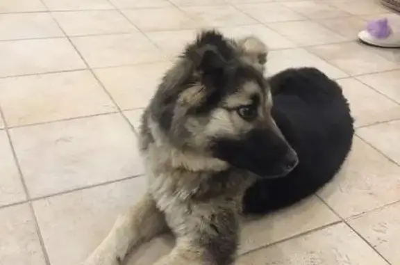 Найден щенок возле Московского зоопарка, ищут хозяев