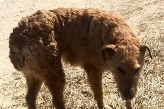 Найдена худая и дружелюбная собака в Шаховской