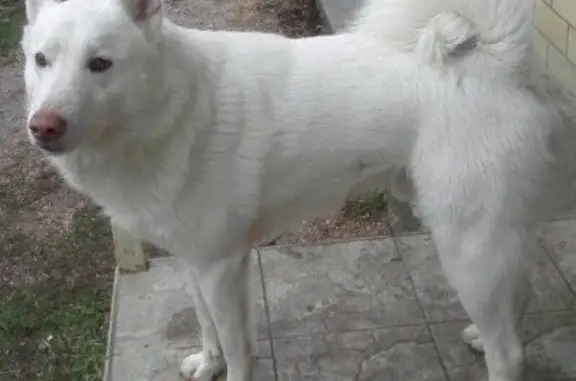 Пропала собака в юбилейном микрорайоне Краснодара
