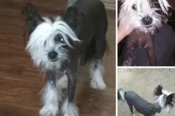 Найдена собака в Харькове
