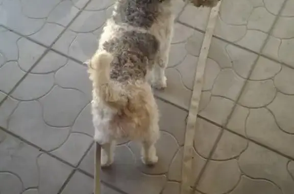 Найдена маленькая собака в Рязани, Совхоз Рязанский