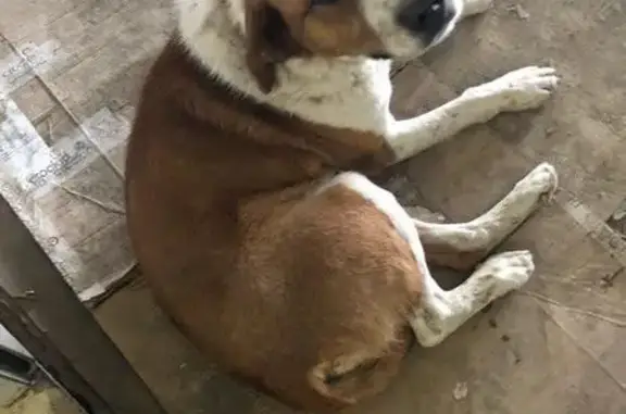 Найдена крупная собака у ТЦ Радуга в Кемерово