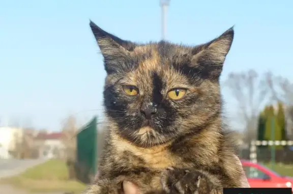Найдена кошка ищет дом в Липецке