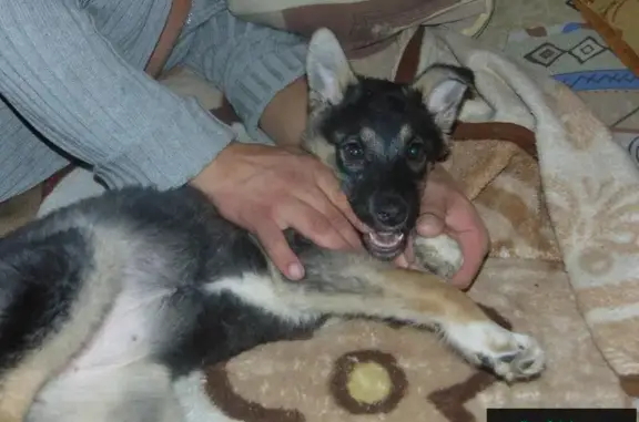 Пропала собака в районе Петровская, Чита