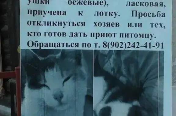 Найдена трехцветная кошка в Иваново, Глинищево