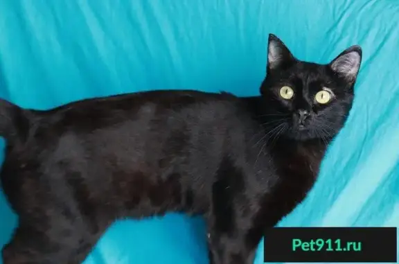 Найден кот в Перми, ищет дом
