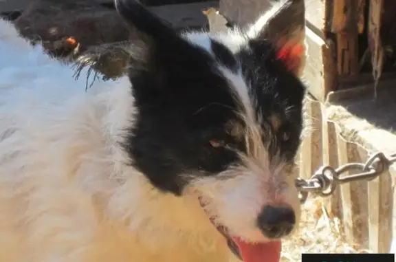 Найдена молодая собака Сима, ищет дом в Перми.
