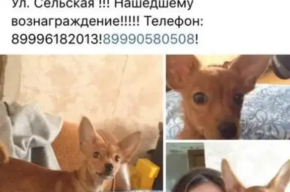 Пропала собака во Владивостоке, вознаграждение!