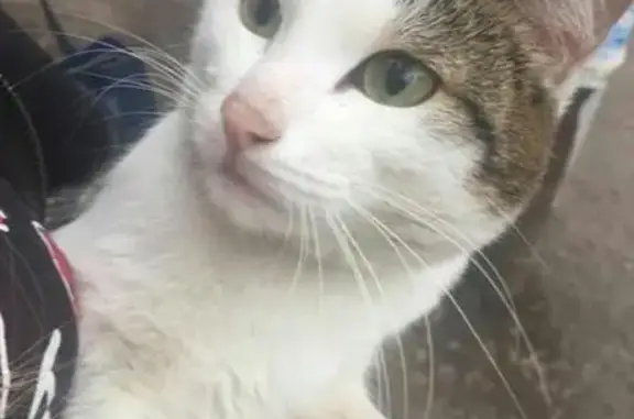 Найден худой кот с проблемами лапы в Караганде