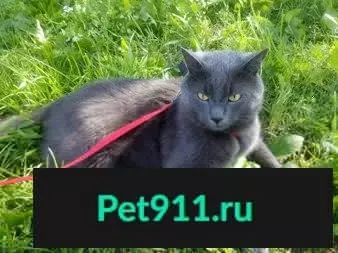 Пропала кошка на б-р Непокоренных, Могилев, вознаграждение