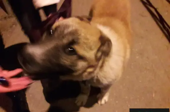 Найдена собака на улице Рахманинова в Пензе