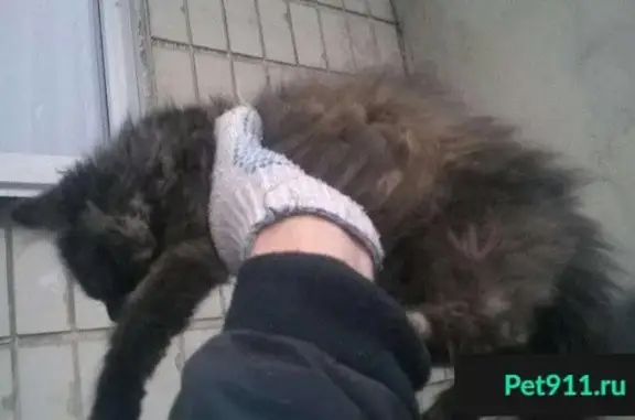 Найдена кошка на ул. Гущина, д.16 в Барнауле