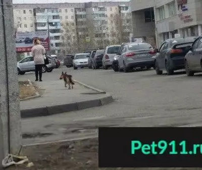 Найдена собака в Барнауле, Малаховское кольцо