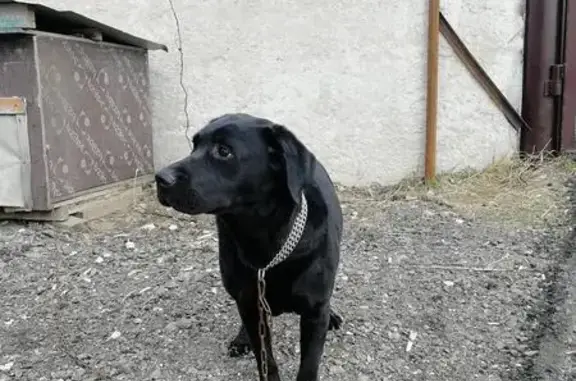 Найдена собака Лабрадор на ул. Федосеенко, Нижний Новгород