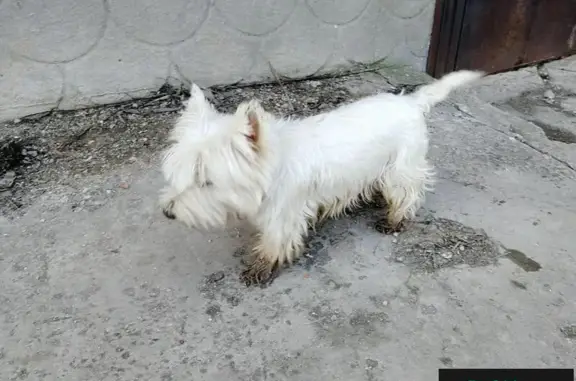 Пропала собака в Солнечногорске, М.о.