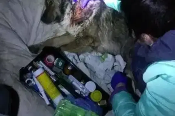 Найдена собака с раной в п. Черемушский - SOS!