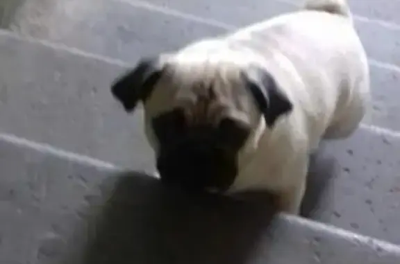 Найдена собака на Беломорской в Казани