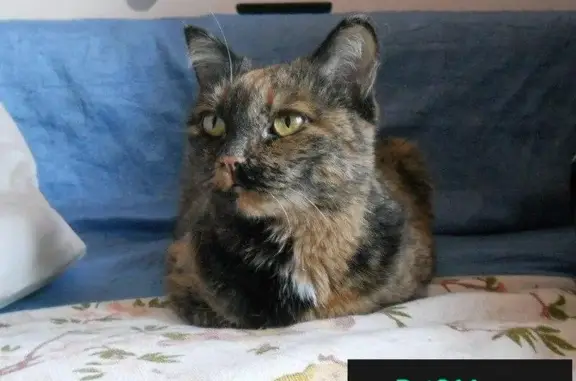 Найдена домашняя кошка в Новосибирске