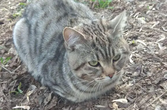 Найдена кошка на Кастанаевской, ищет дом
