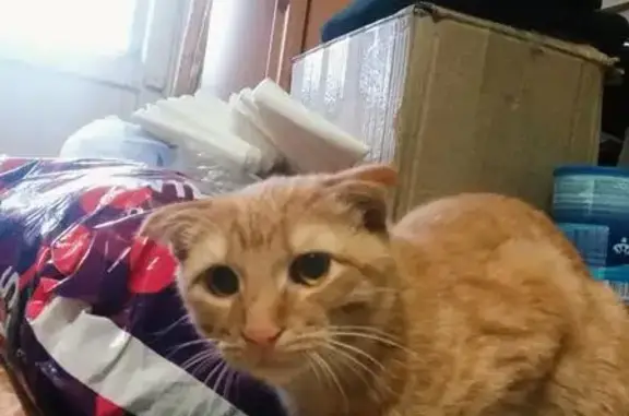 Кошки потеряшки, Мыза, фото: Потеряшка кошка в деревне Мыза, Тульская область