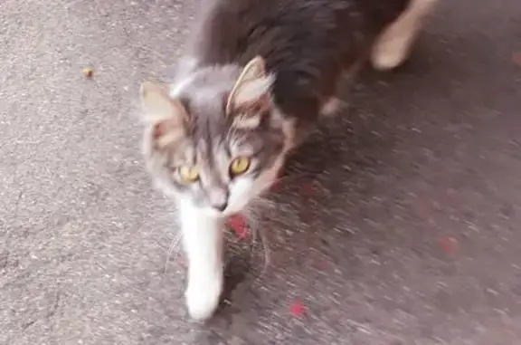 Найдена кошка на улице Римского-Корсакова, СВАО район.