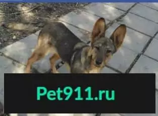 Найдена собака в Москве, ищем хозяев!